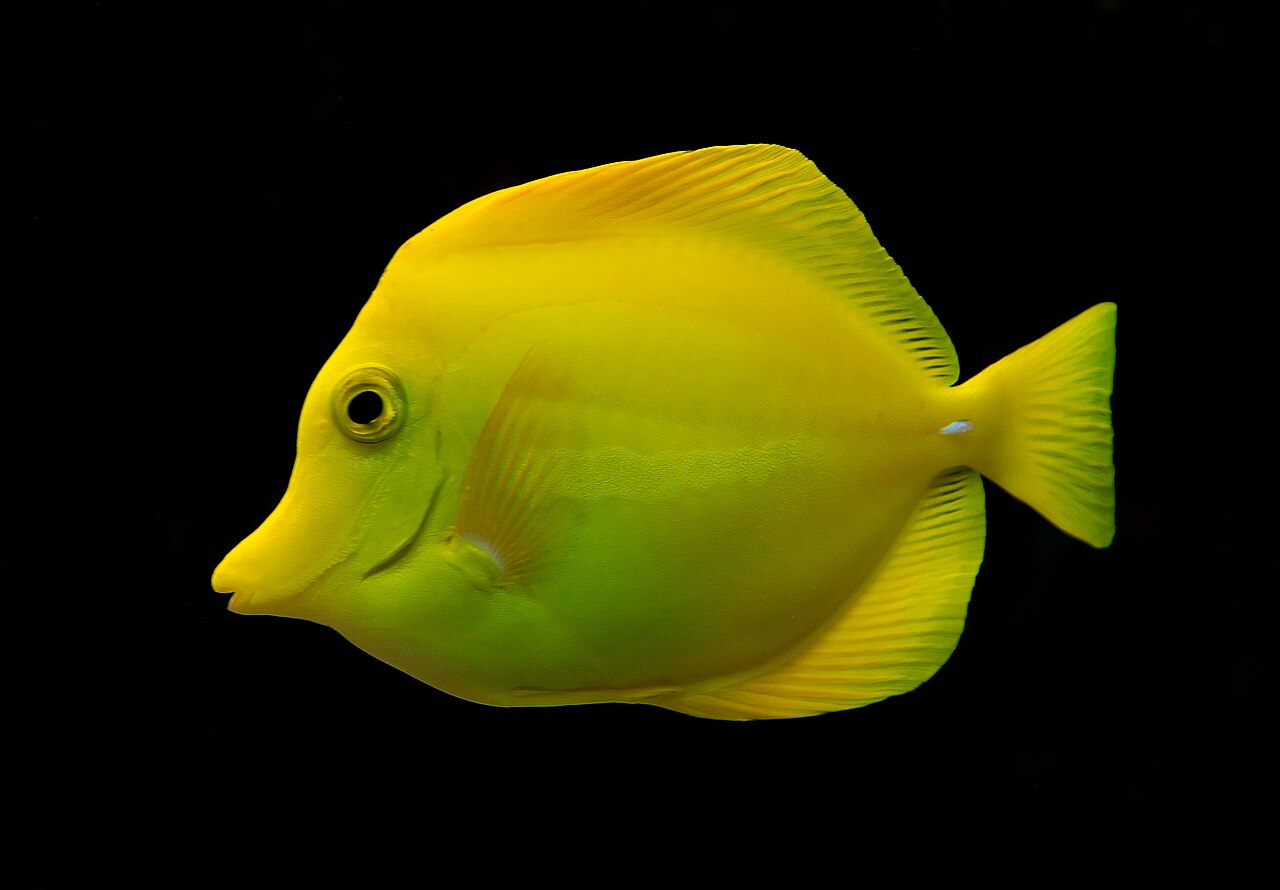 Tang žltý (Zebrasoma flavescens) — detail tela a sfarbenia