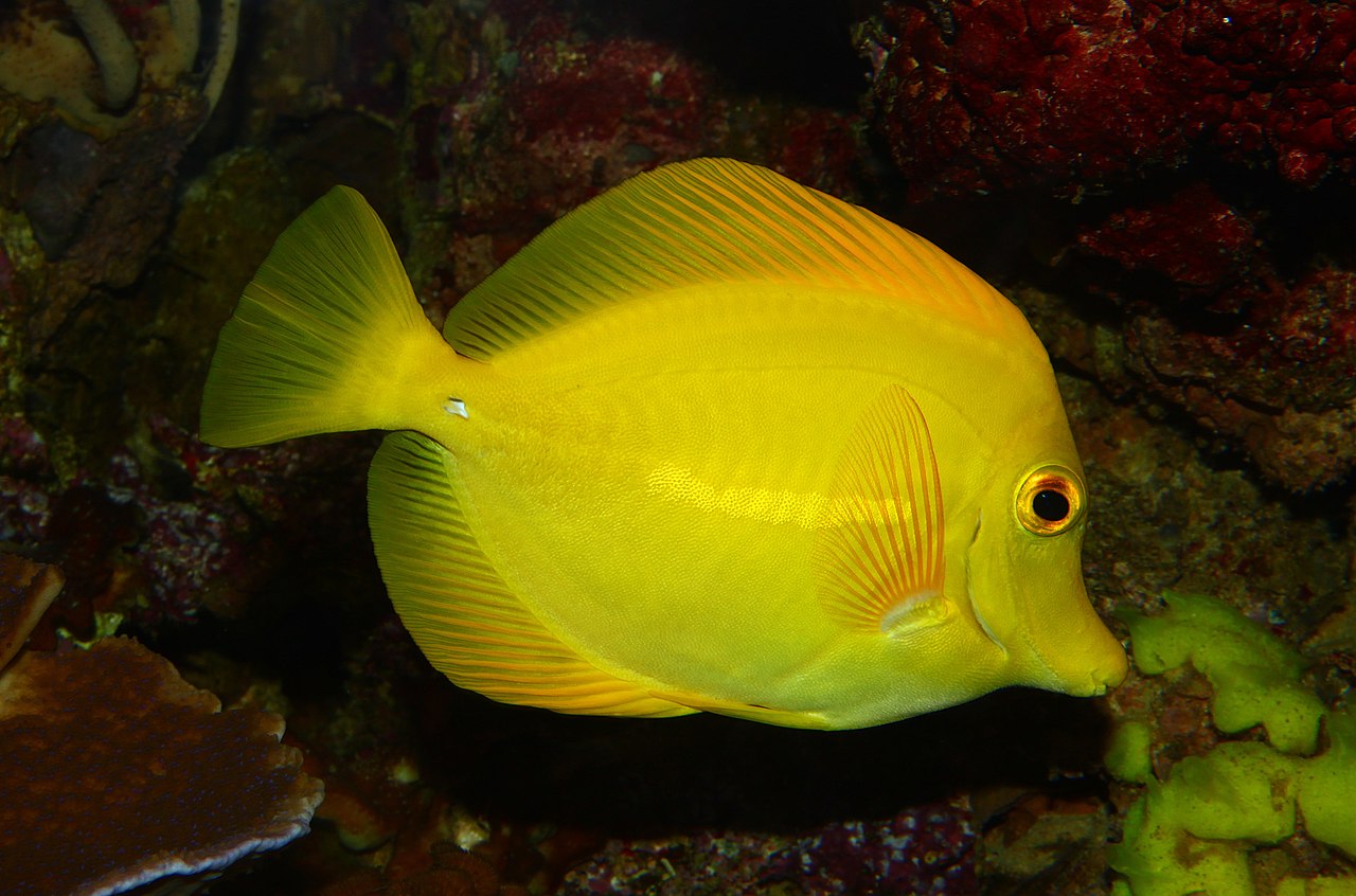 Tang žltý (Zebrasoma flavescens) — bočný pohľad v akváriu