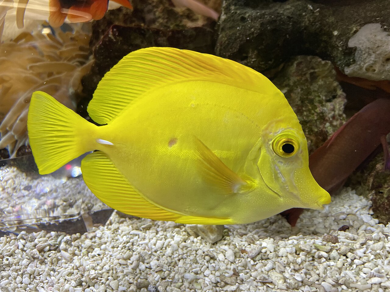 Tang žltý (Zebrasoma flavescens) — v prírodnom biotope na koralovom útese