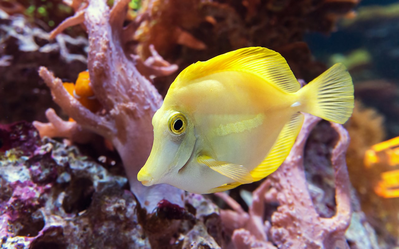 Tang žltý (Zebrasoma flavescens) — detail plutiev a chvostového násadca