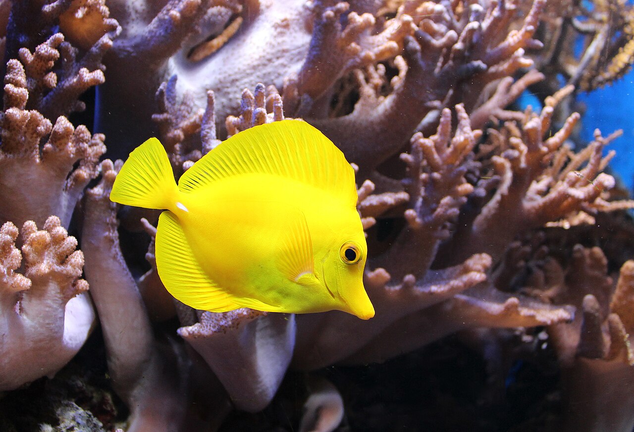 Tang žltý (Zebrasoma flavescens) — skupina jedincov v akváriu