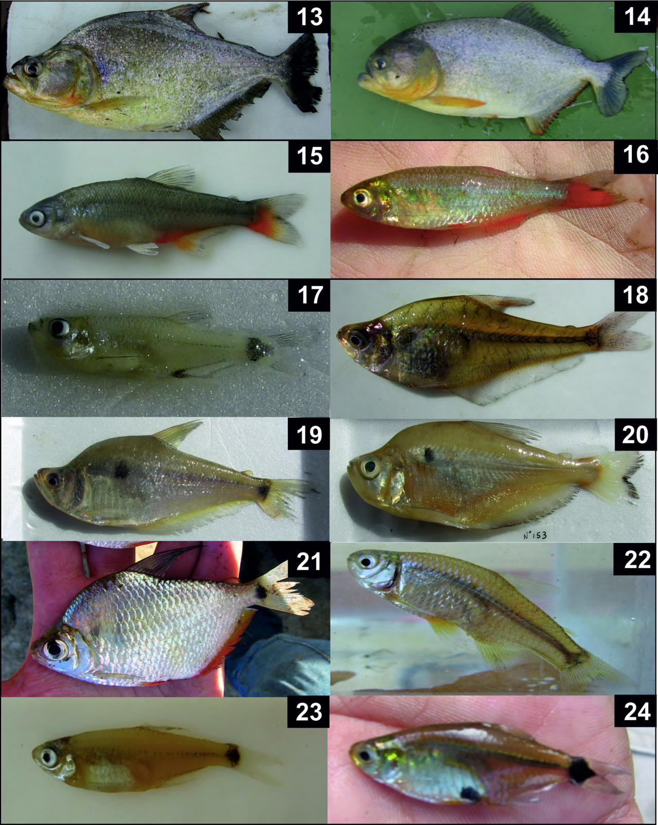 Tetra bloodfin