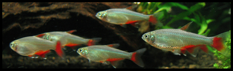 Tetra krvavá (bloodfin)