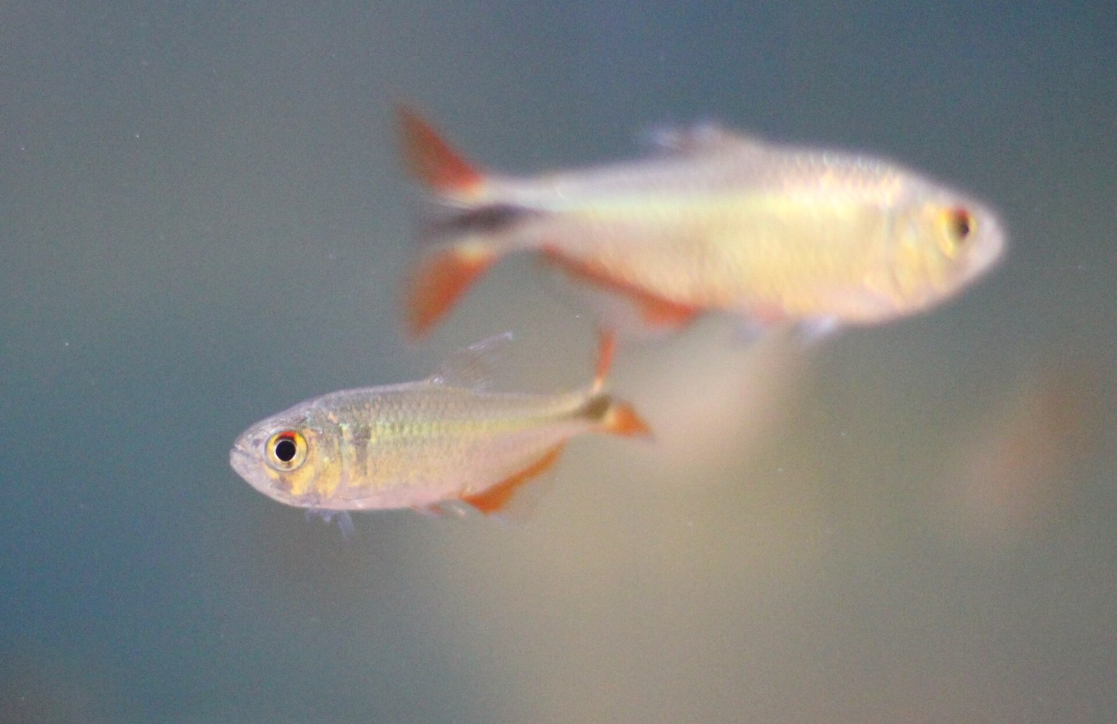 Tetra Buenos Aires (Hyphessobrycon anisitsi)
