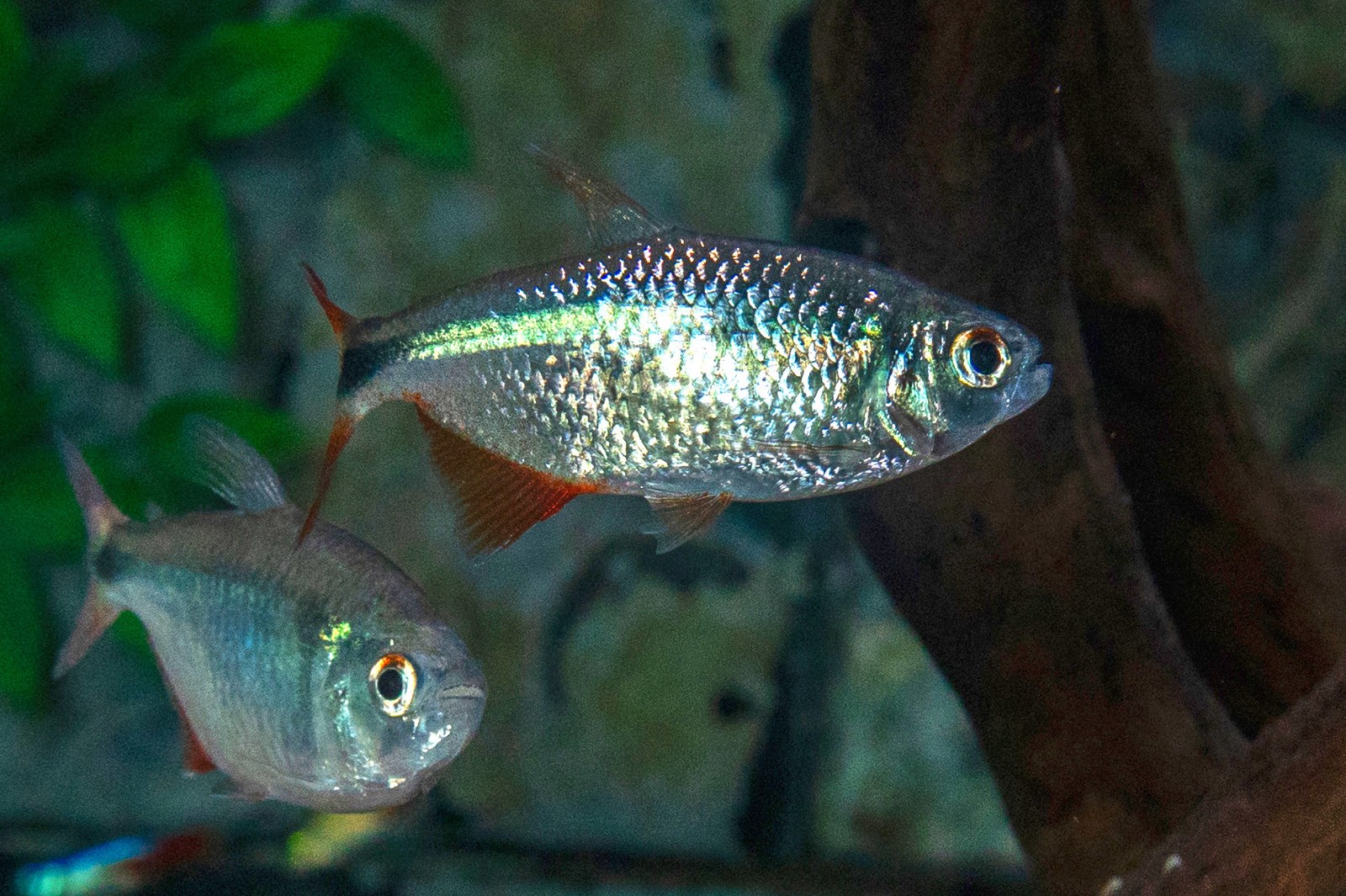 Dva dospelé jedince tetry Buenos Aires (Hyphessobrycon anisitsi) so striebornými bokmi, červenými plutvami a čiernou kosoštvorcovou škvrnou na chvostovej stopke