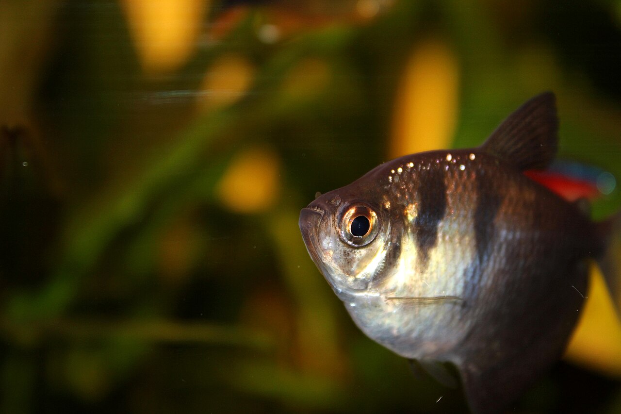 Tetra čierna (smútočná) (Gymnocorymbus ternetzi)