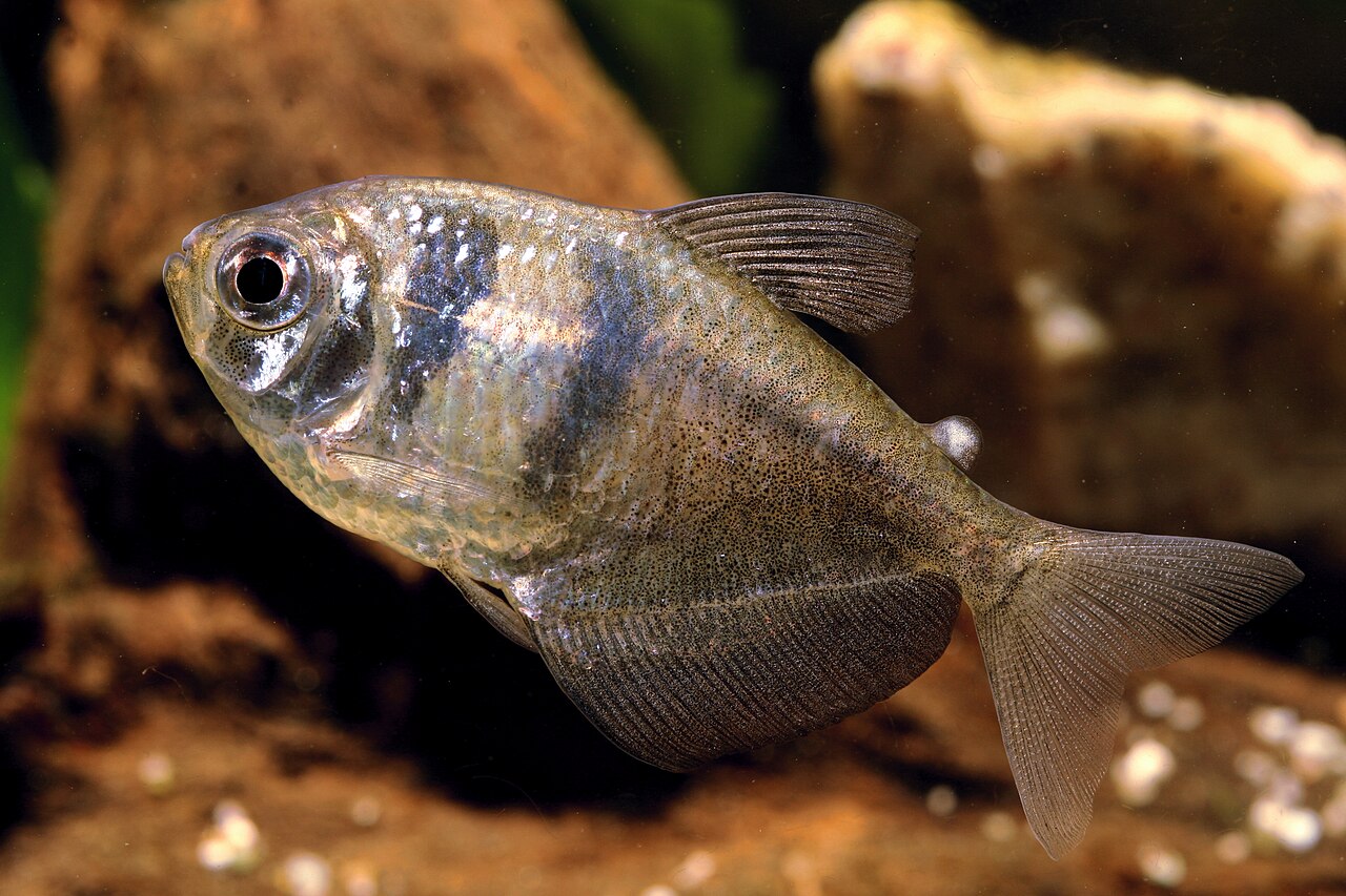 Dospelá tetra čierna (Gymnocorymbus ternetzi) s dlhou „sukňovitou“ análnou plutvou, telo už striebristo-olivové