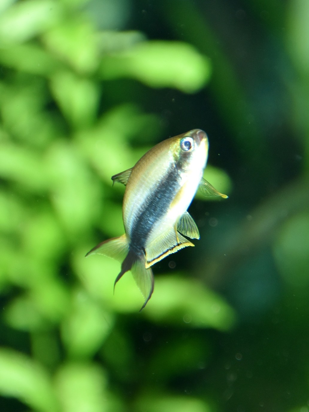 Tetra cisárska (Nematobrycon palmeri)