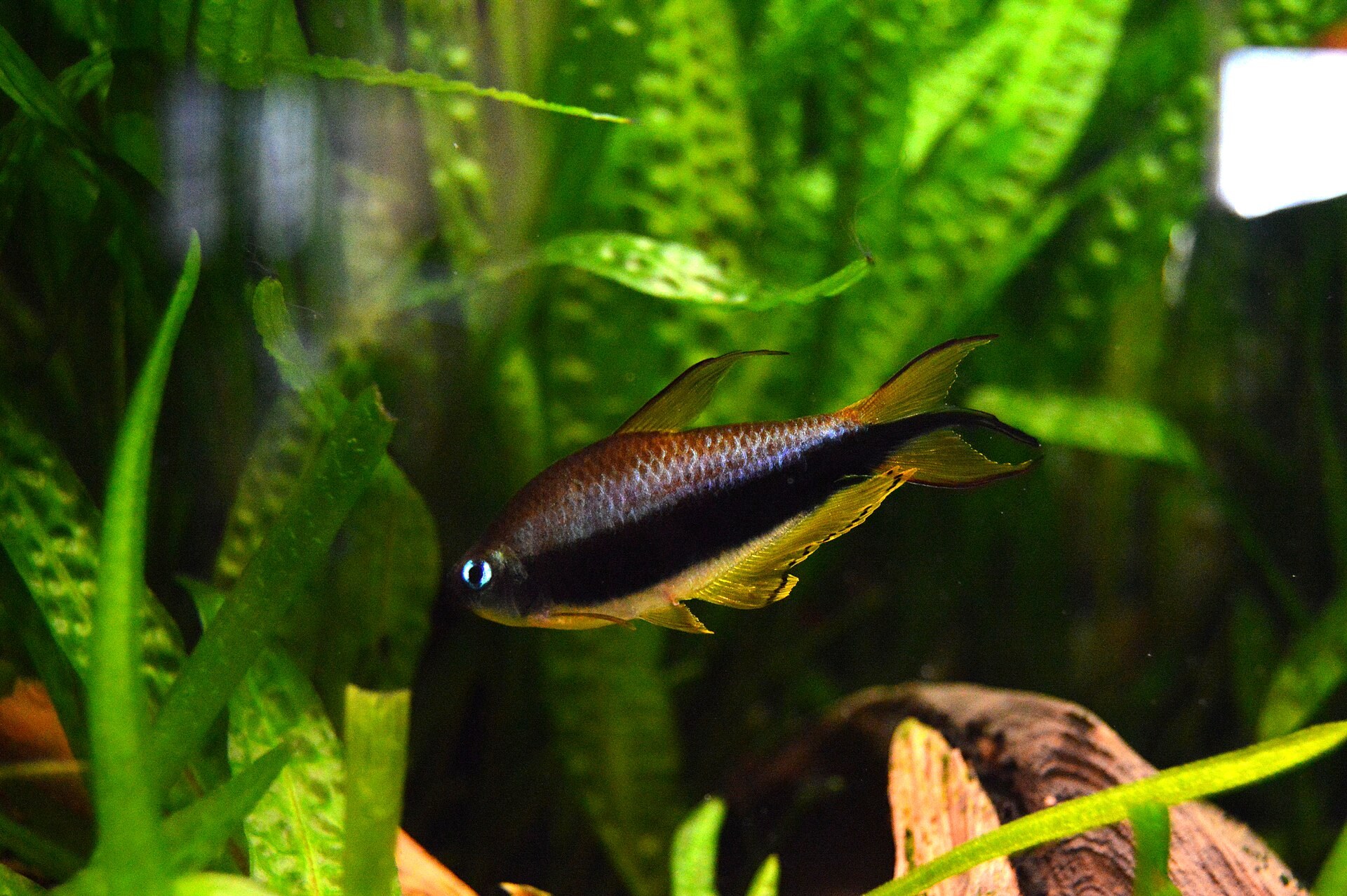 Dospelý samec tetry cisárskej (Nematobrycon palmeri) z boku — modrá dúhovka, čierny pozdĺžny pruh a trojcípy „lýrový“ chvost s predĺženým stredným lúčom
