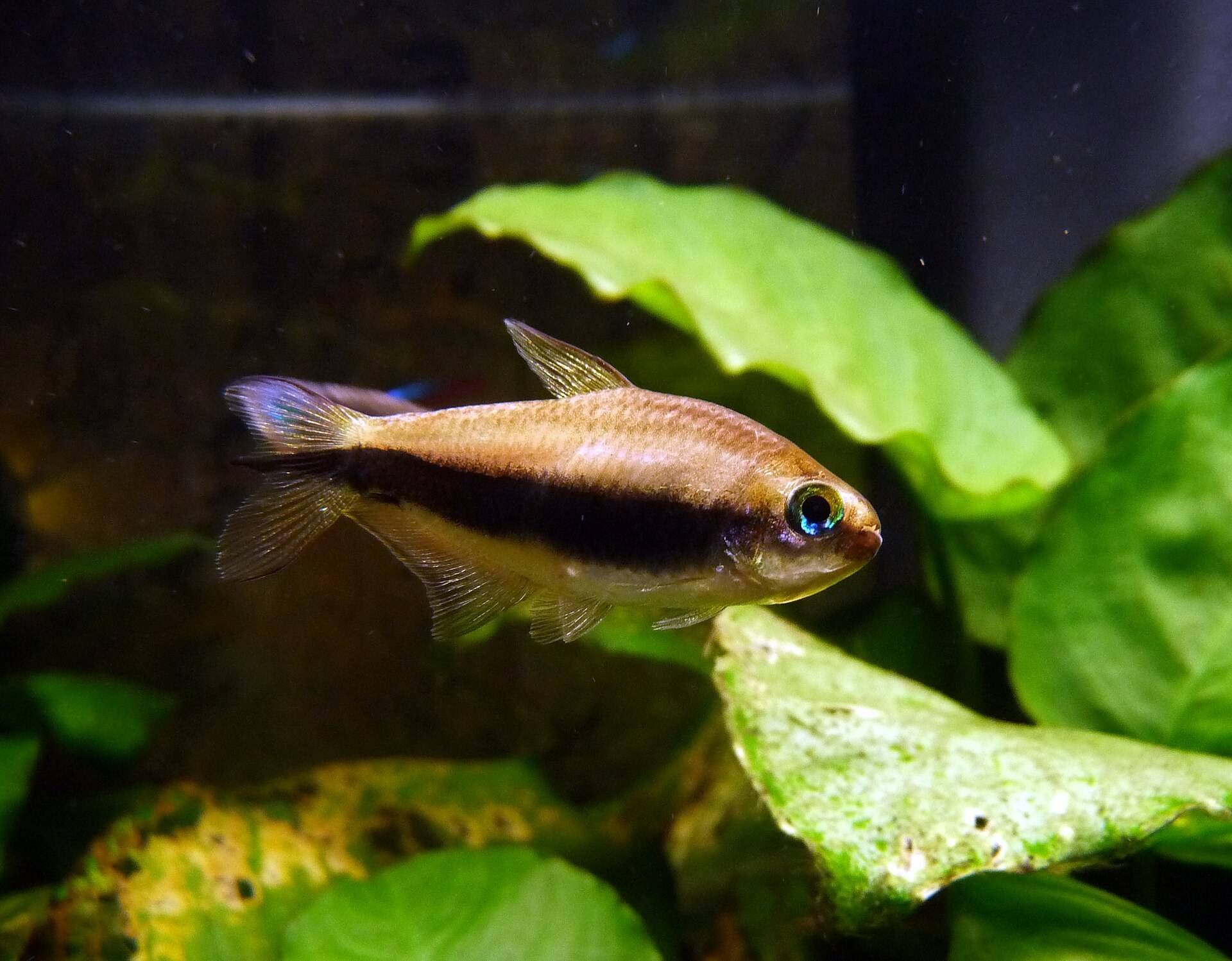 Tetra cisárska (Nematobrycon palmeri) v hustom poraste, dúhovka pôsobí zelenkasto-zlato, plutvy sú kratšie