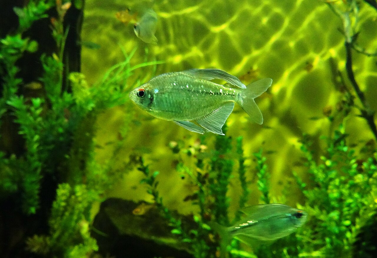 Foto 5