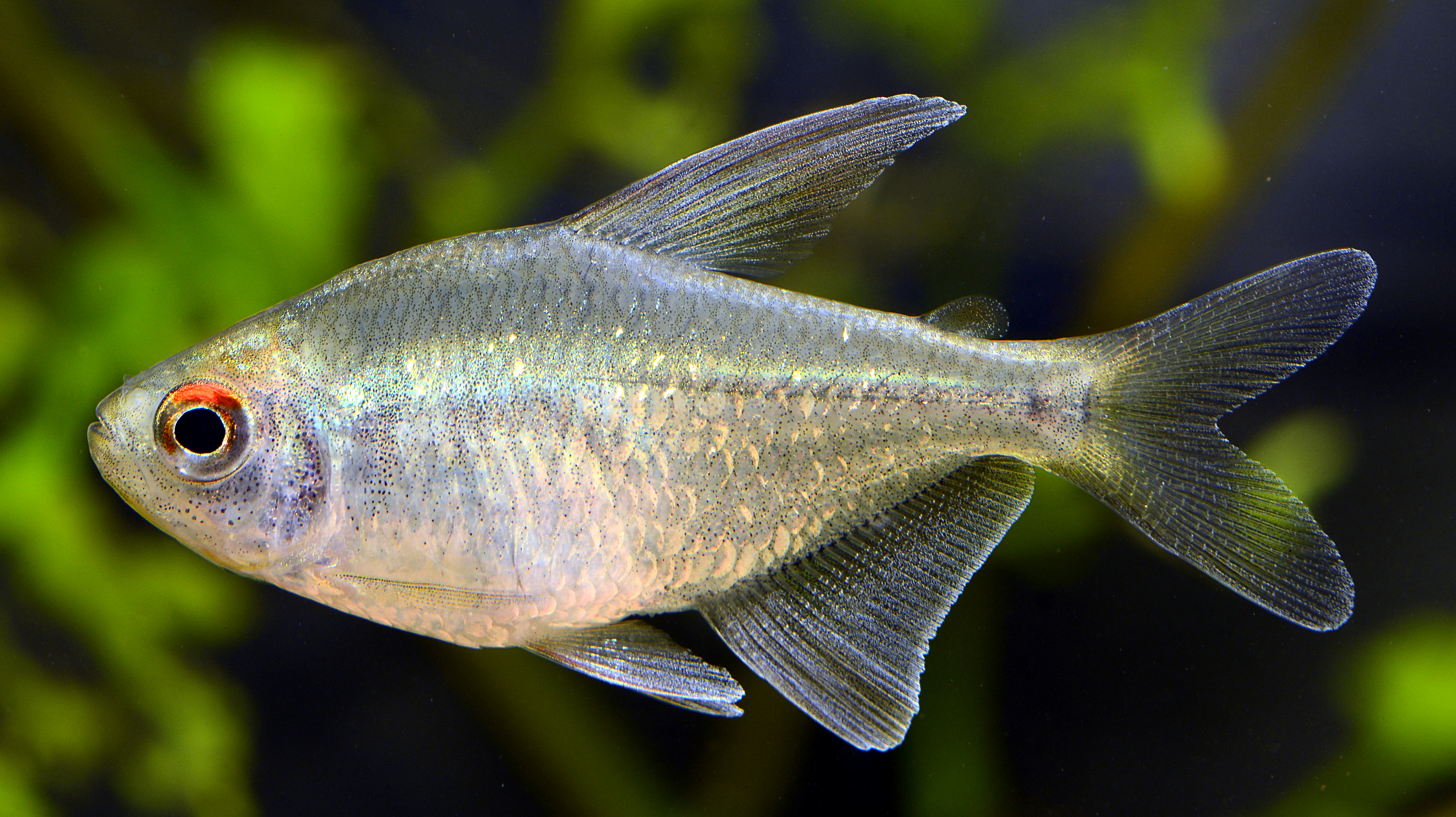 Diamond tetra