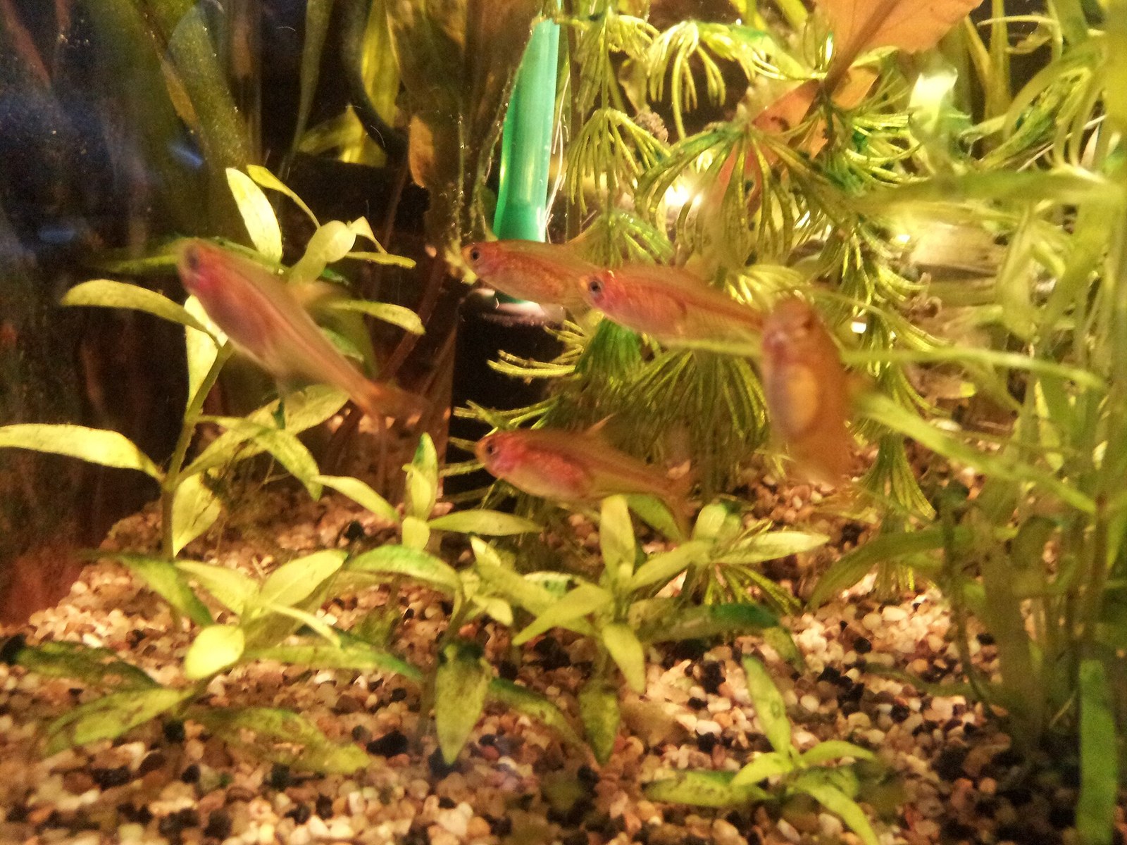 Tetra ohnivá (ember)