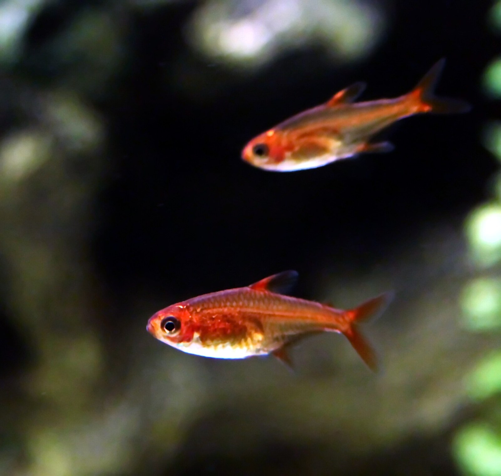 Tetra ohnivá (Hyphessobrycon amandae) — bočný pohľad na dospelého jedinca