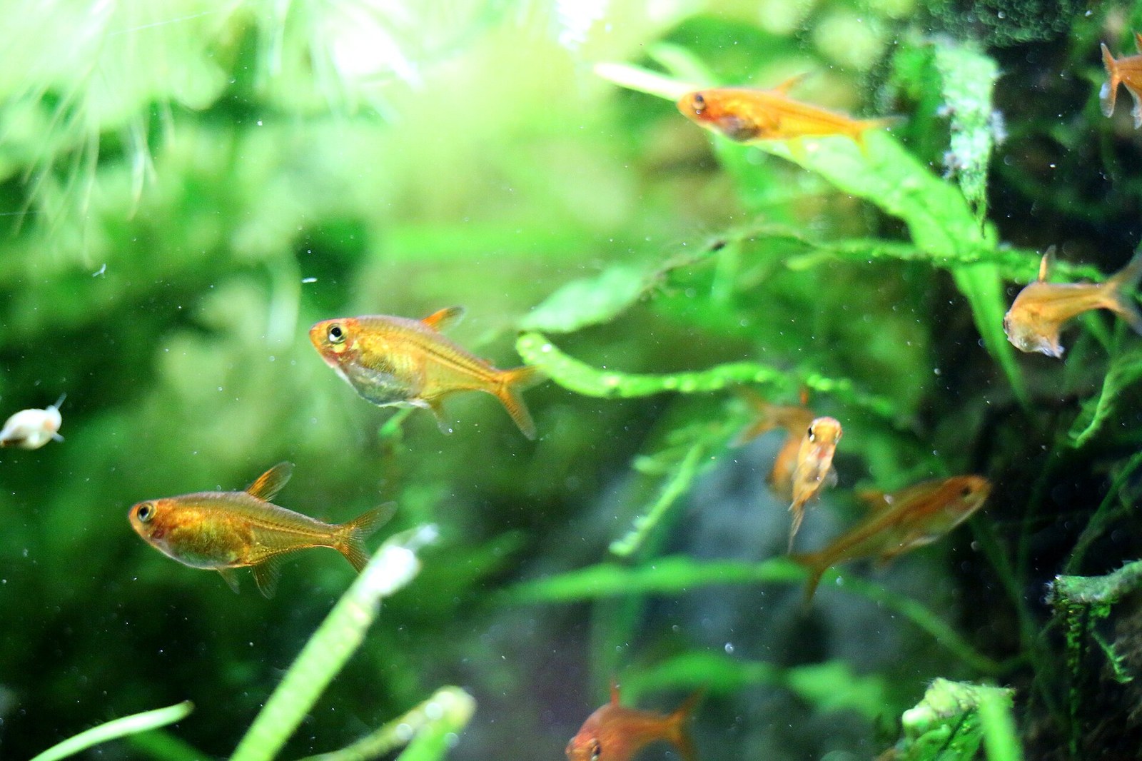Tetra ohnivá (Hyphessobrycon amandae) — detail sfarbenia v akváriu