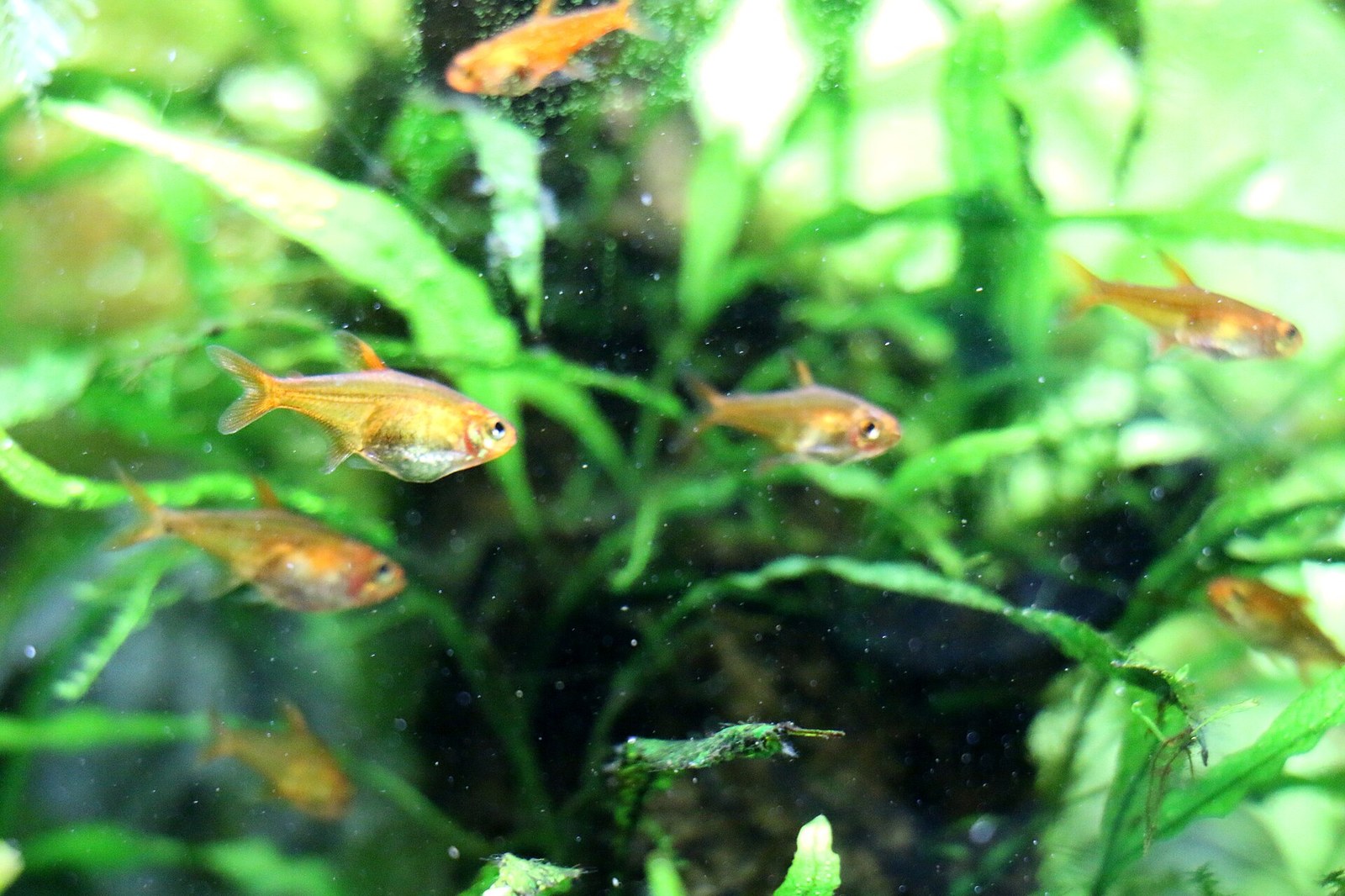 Tetra ohnivá (Hyphessobrycon amandae) — celé telo a priehľadné plutvy