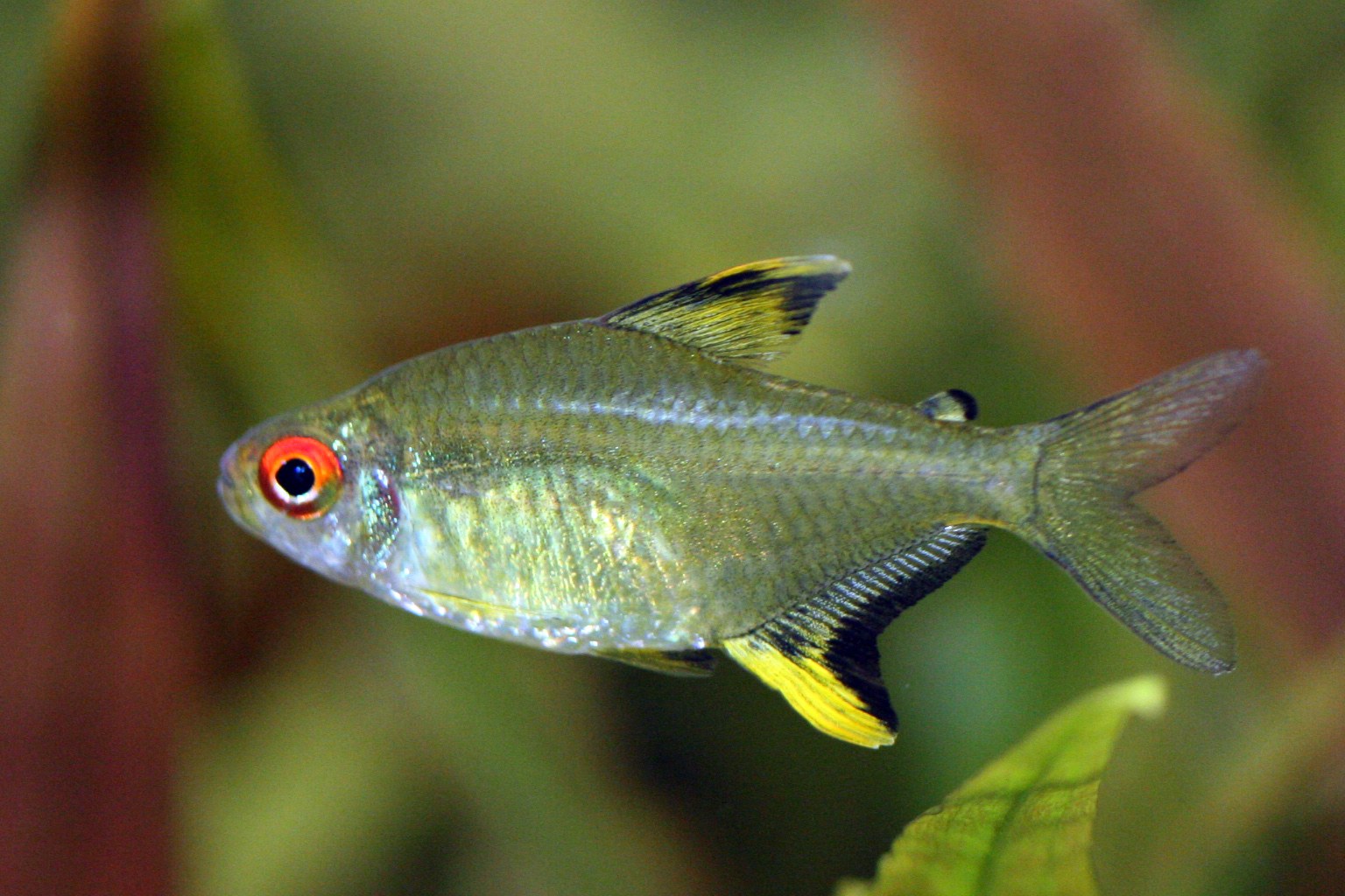 Tetra citrónová (Hyphessobrycon pulchripinnis)
