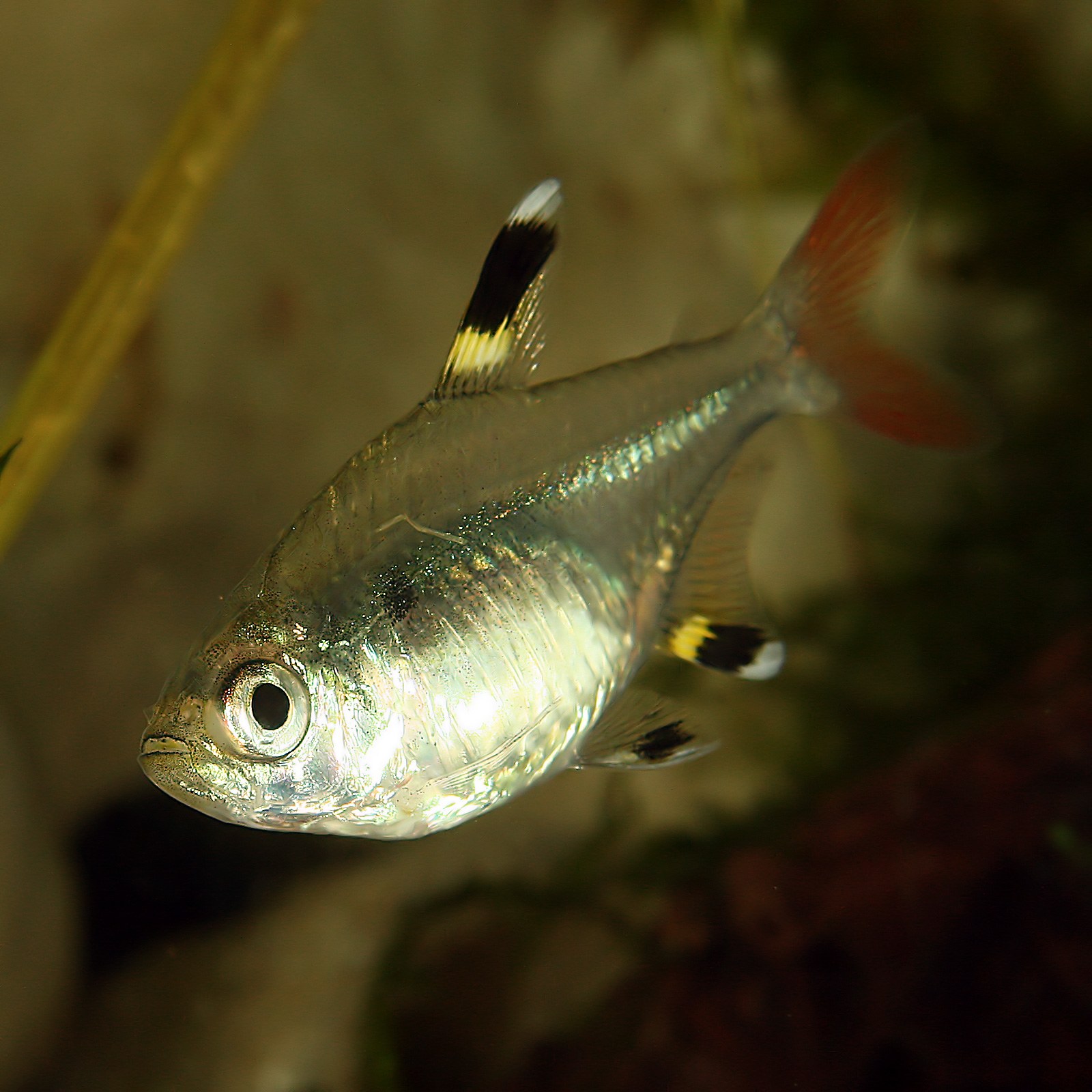 Tetra pristella (röntgenová) (Pristella maxillaris)
