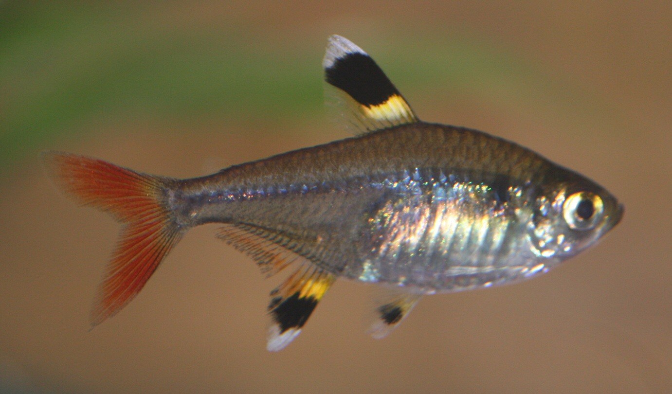 Tetra pristella zboku s tmavým olivovým chrbtom a strieborným bokom, s čiernymi a žltými pásmi v chrbtovej a análnej plutve