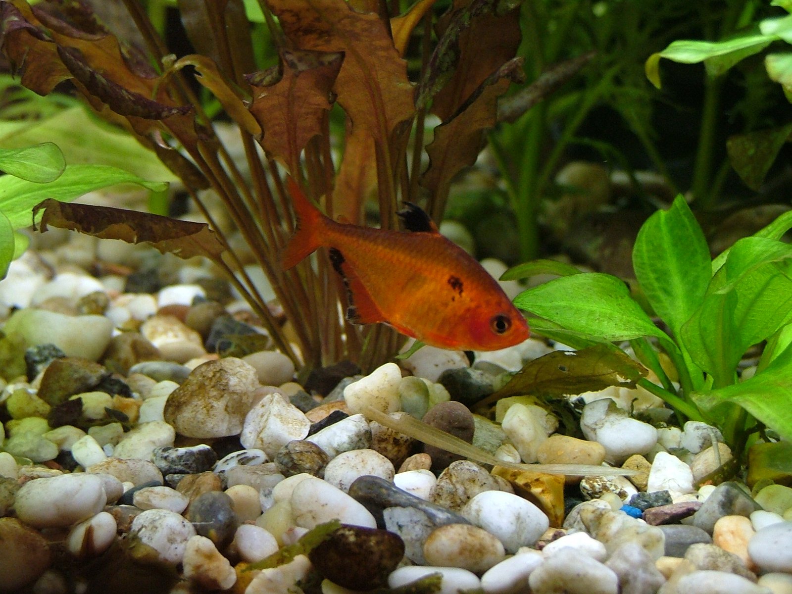 Tetra serpae (tetra krvavá) (Hyphessobrycon eques)