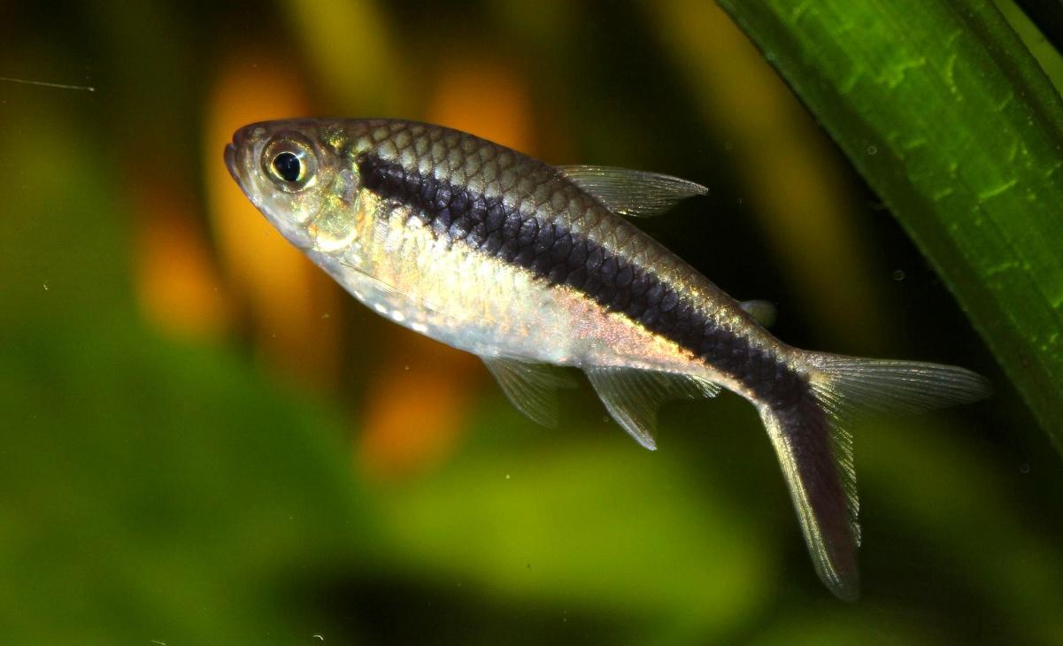 Tetra tučniak (Thayeria boehlkei) — ďalší pohľad na druh