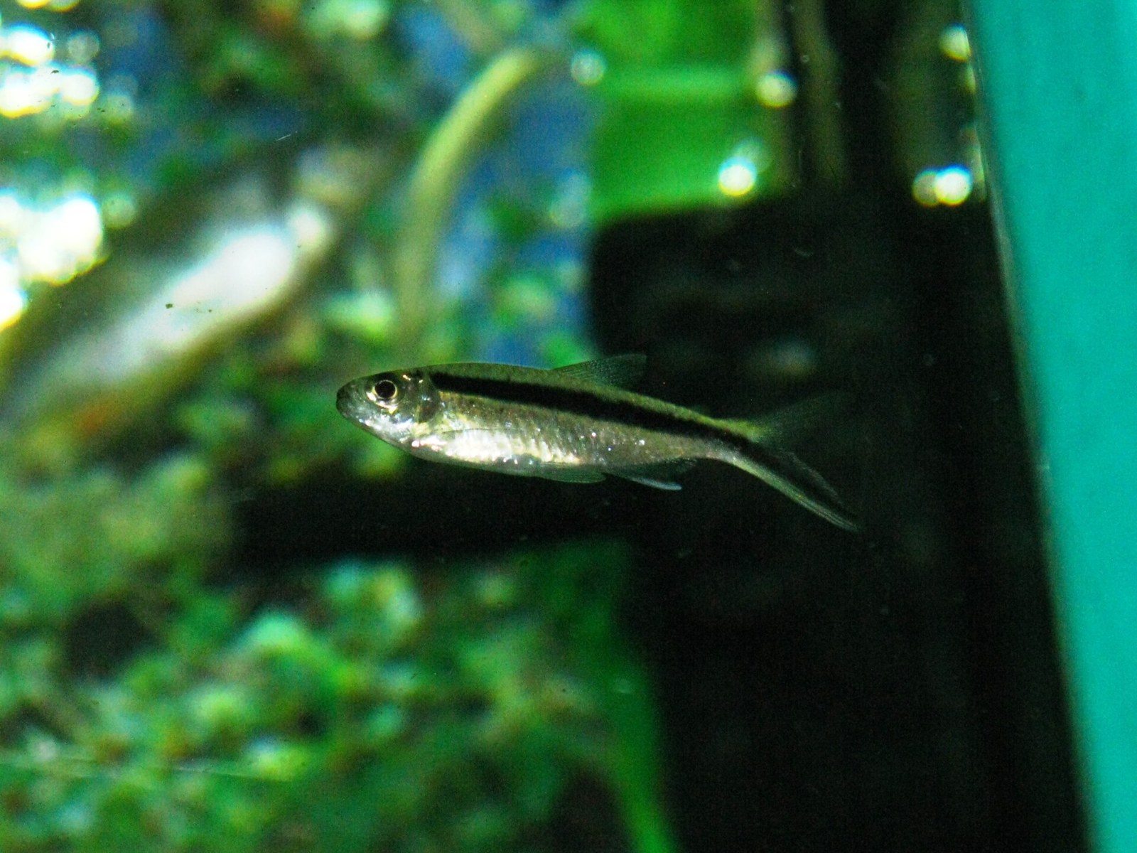 Tetra tučniak (Thayeria boehlkei) — dvojica jedincov