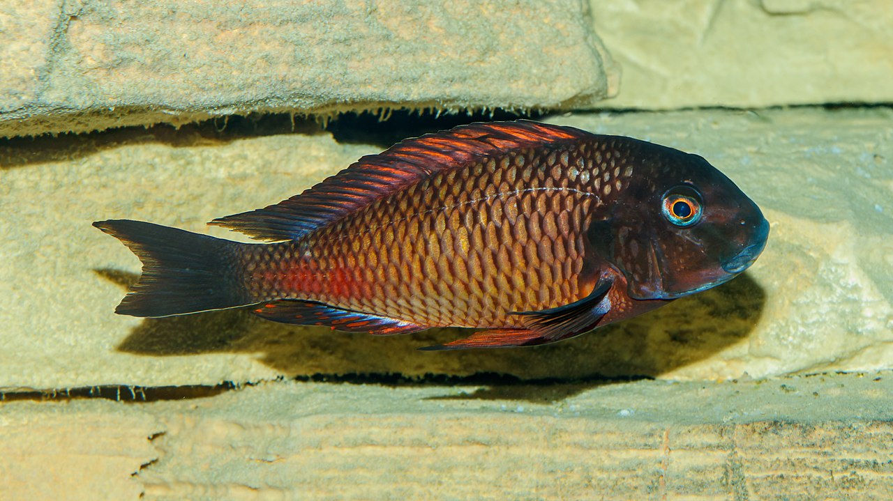 Tropheus