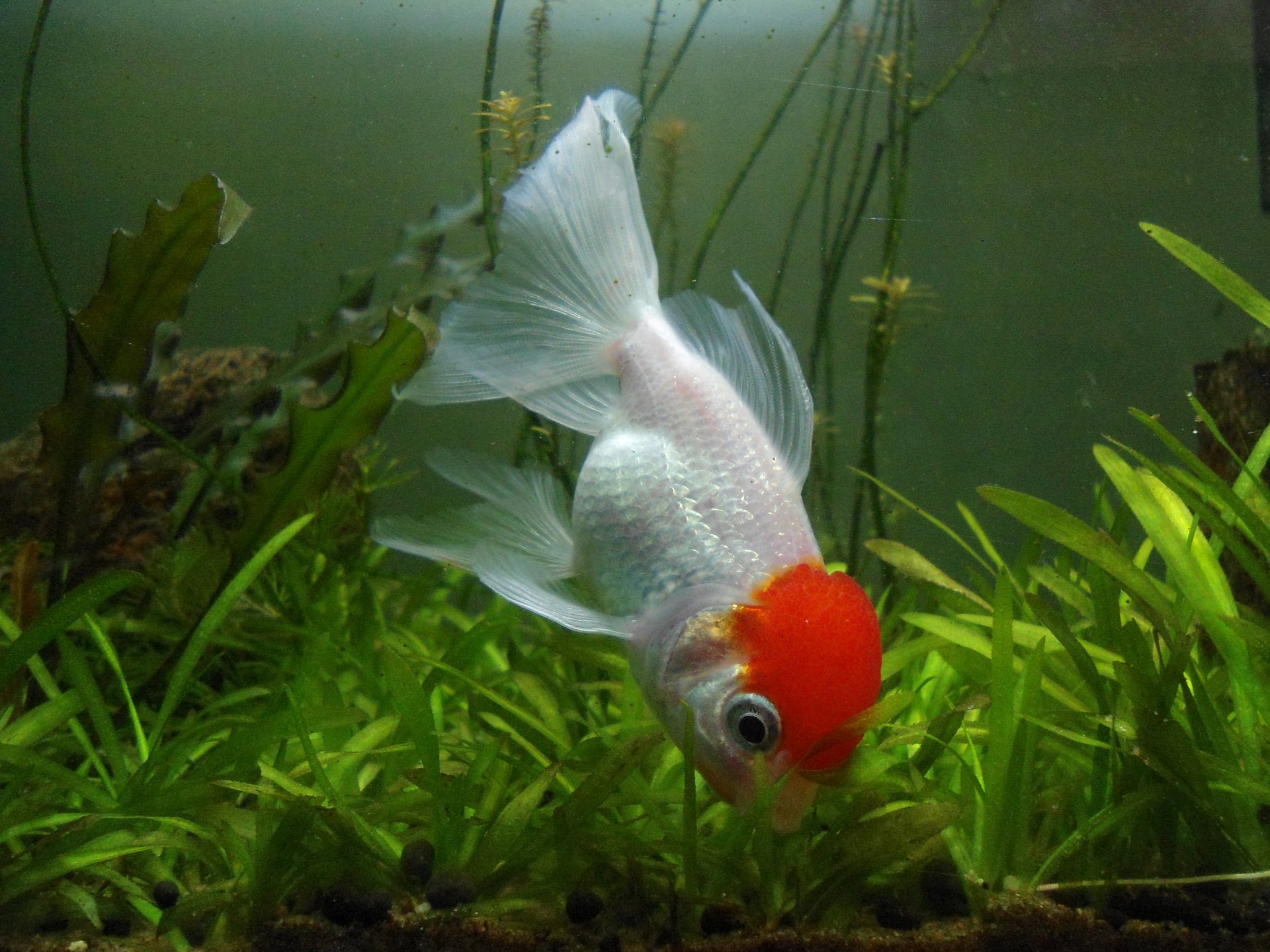 Zlatá rybka (závojnatka) (Carassius auratus)
