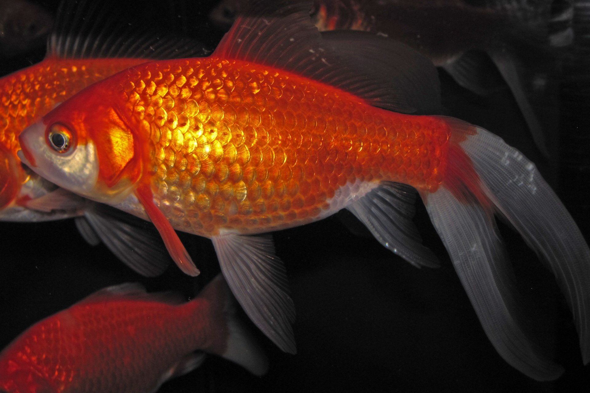 Zlatá rybka (Carassius auratus) — detail lesklých šupín červeno-zlatej rybky s dlhými bielymi závojovými plutvami