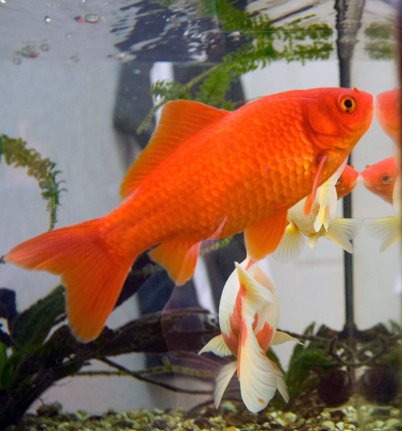 Zlatá rybka (Carassius auratus) — bežná jednochvostá forma v popredí, za ňou dvojchvosté fancy rybky s bielo-červeným sfarbením