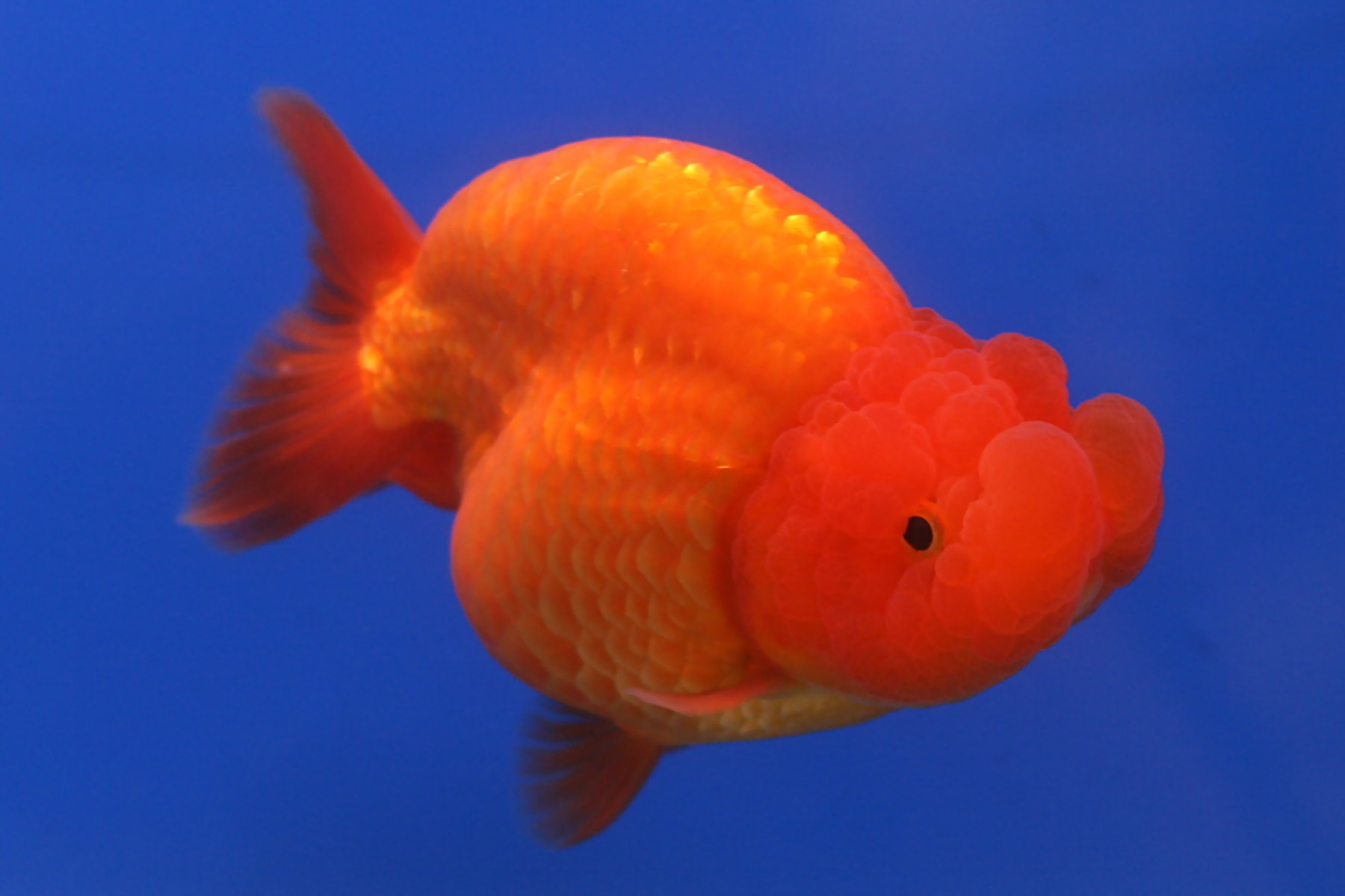 Zlatá rybka (Carassius auratus) — ranchu, vajcovité telo bez chrbtovej plutvy s mohutným výrastkom (wen) na hlave