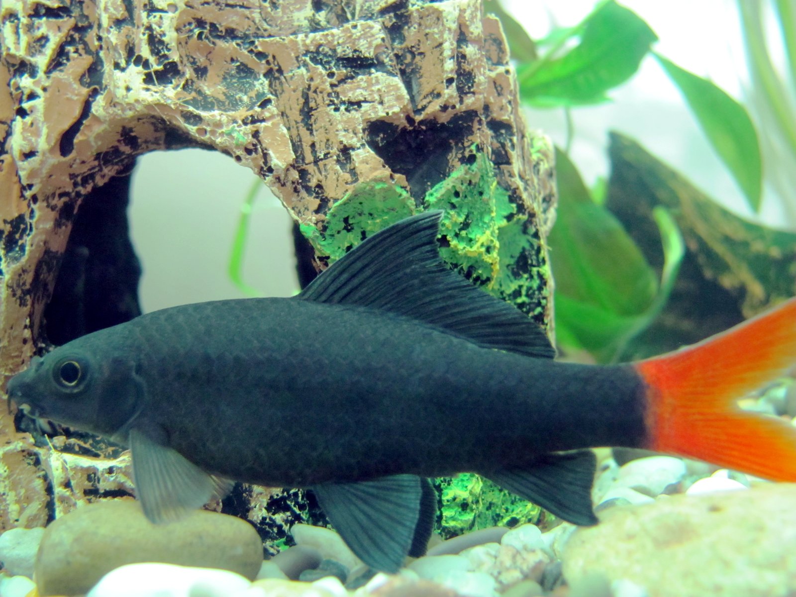 Žraločík červenochvostý (Epalzeorhynchos bicolor)
