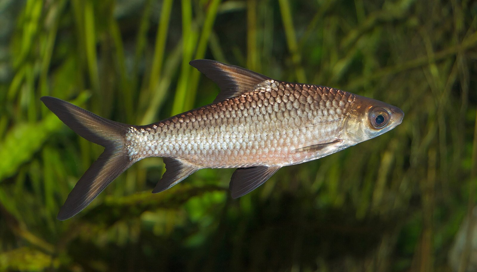 Žralok bala (žralok strieborný) (Balantiocheilos melanopterus)