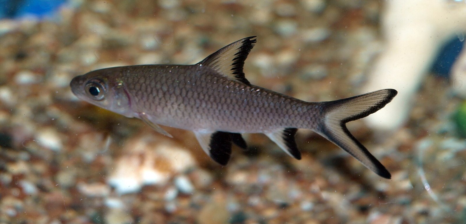 Žralok bala (Balantiocheilos melanopterus) — dospievajúci jedinec s ostrými čiernymi lemami chrbtovej, análnej a chvostovej plutvy