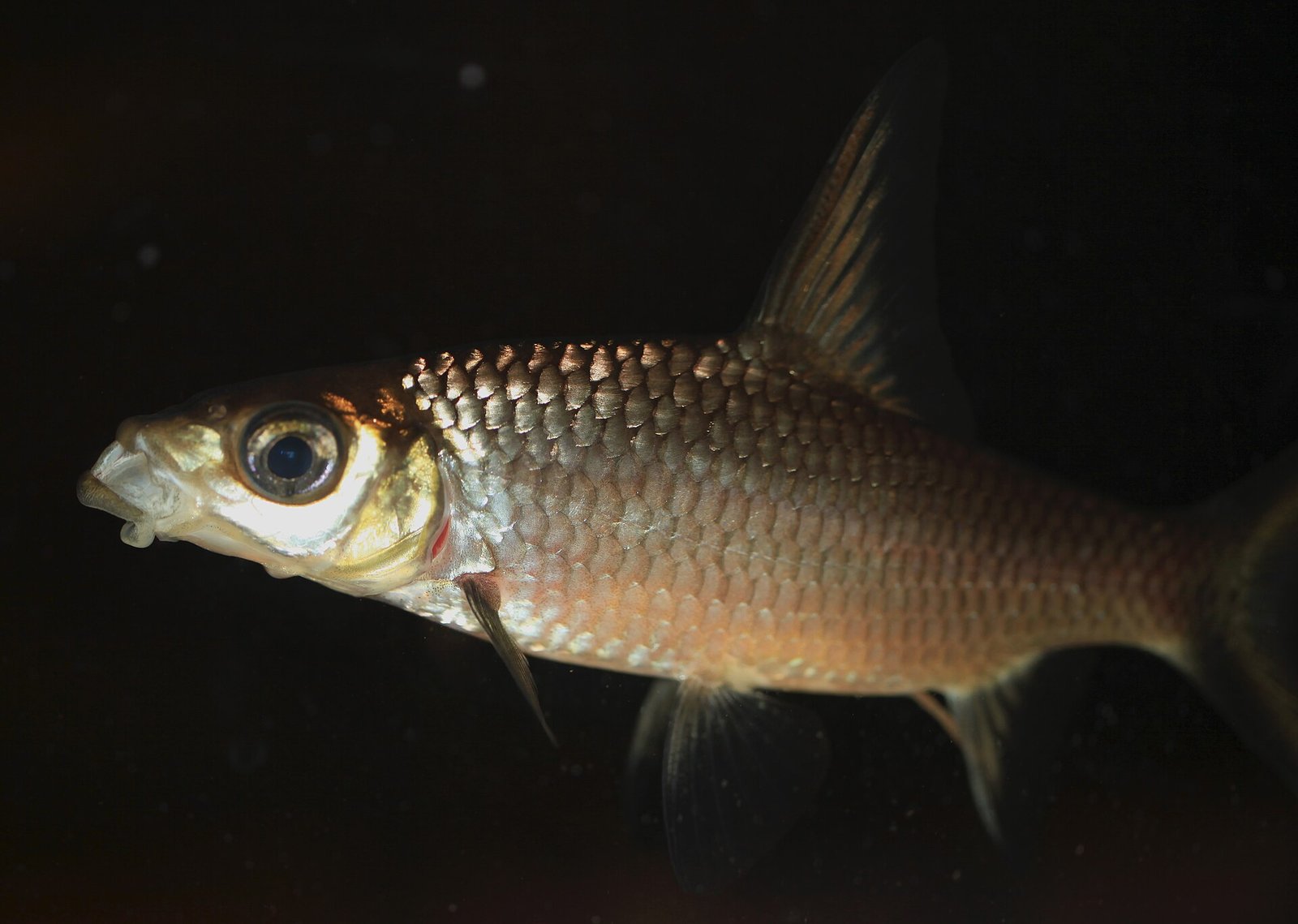 Jeden žralok bala (Balantiocheilos melanopterus) na tmavom pozadí, viditeľná vysoká chrbtová plutva