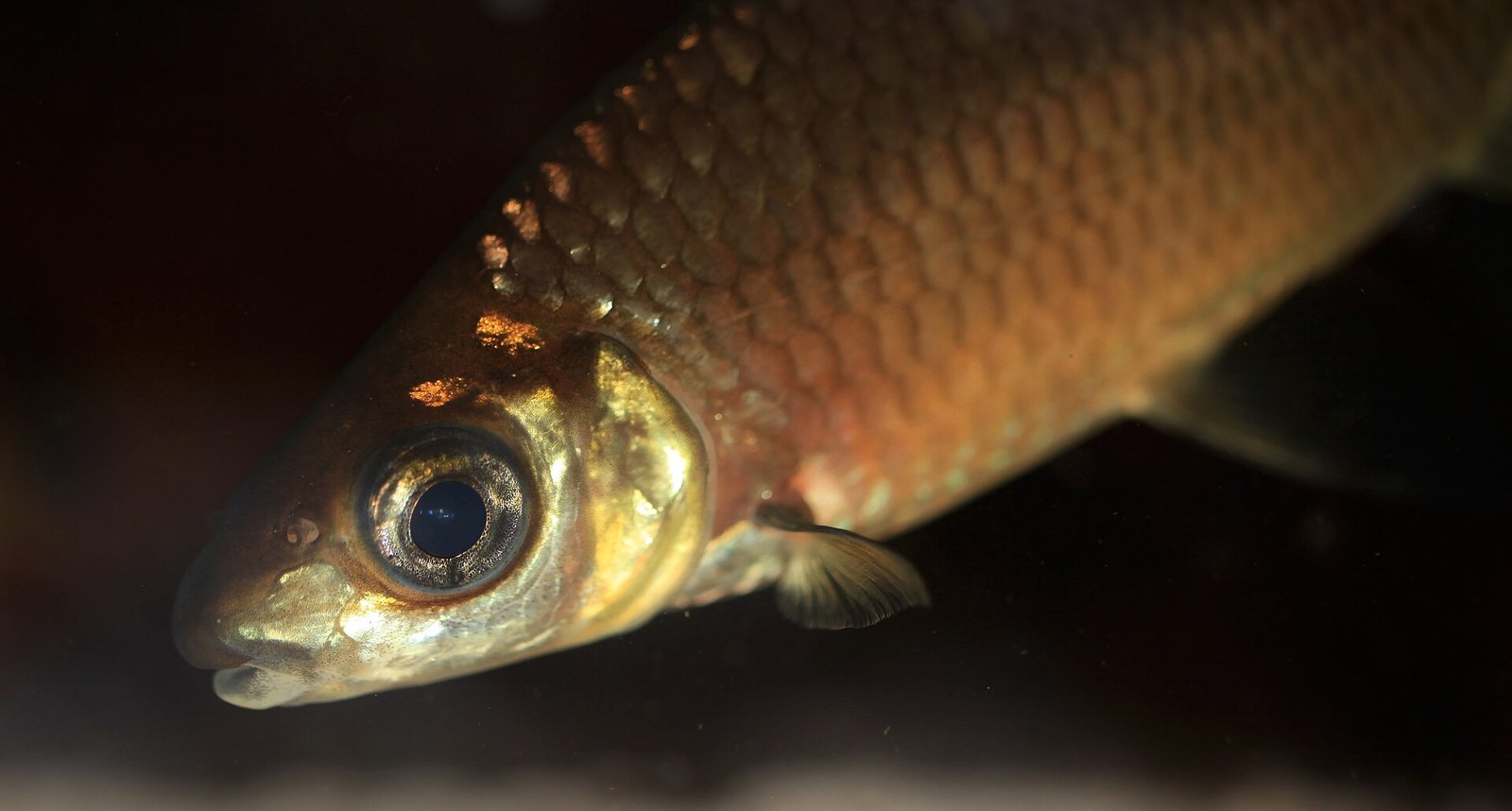 Detail hlavy žraloka bala (Balantiocheilos melanopterus) — veľké oko a tupý ňufák