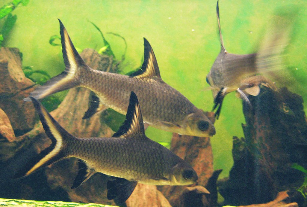 Tri žraloky bala (Balantiocheilos melanopterus) pohromade v akváriu medzi koreňmi