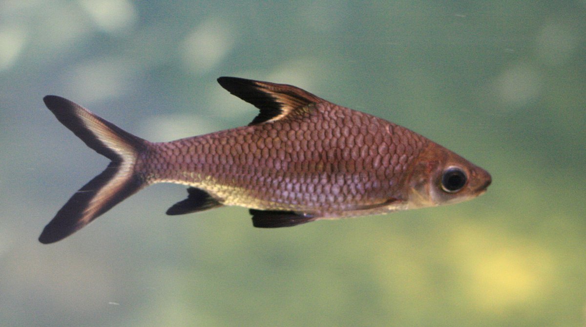 Žralok bala (Balantiocheilos melanopterus) — bočný pohľad na torpédovité telo a hlboko vykrojenú chvostovú plutvu