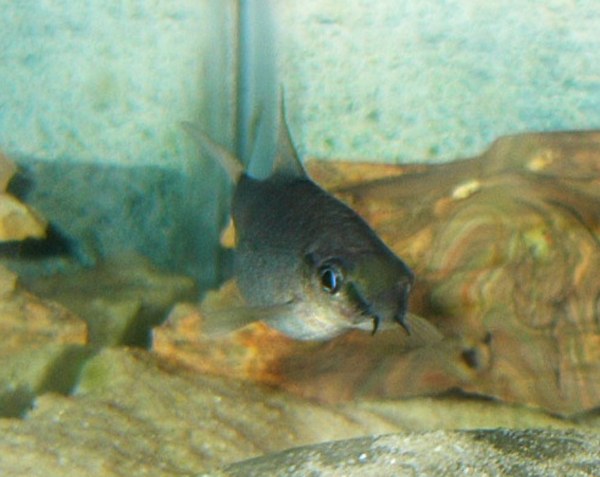 Žralníček dúhový (Epalzeorhynchos frenatum) — bielo-plutvá (whitefin) variácia rainbow shark