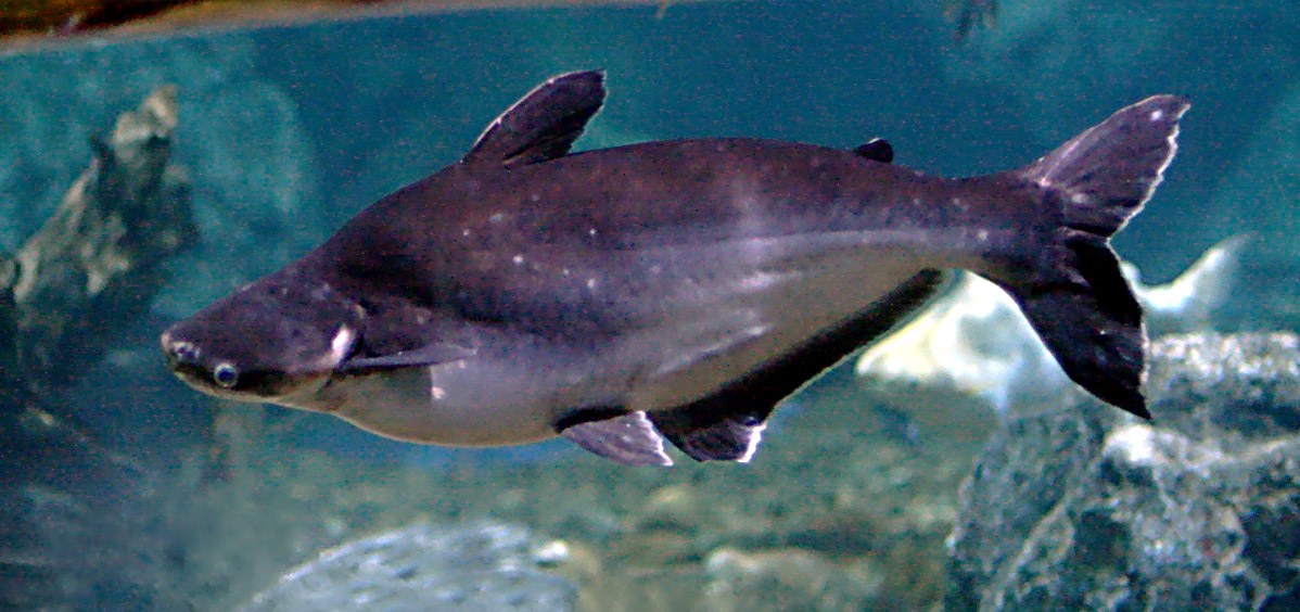 Žralok pangasius (pangas, sutchi) (Pangasianodon hypophthalmus)