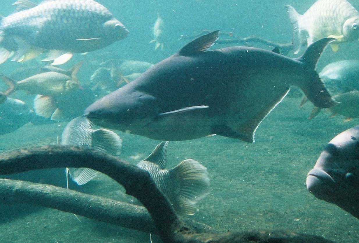 Žralok pangasius (Pangasianodon hypophthalmus) — bočný pohľad na striebristé sfarbenie a tmavý lem plutiev
