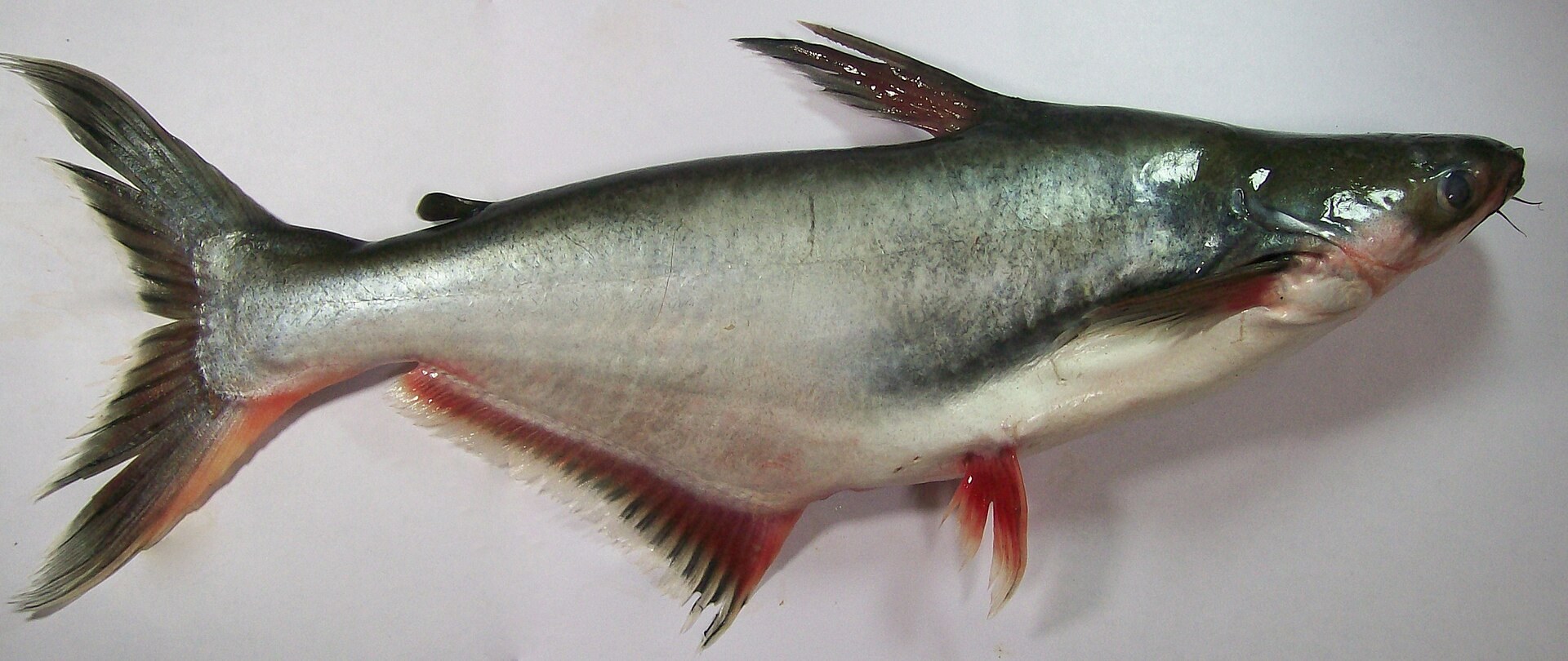 Žralok pangasius (Pangasianodon hypophthalmus) — detail tela, plutiev a fúzov