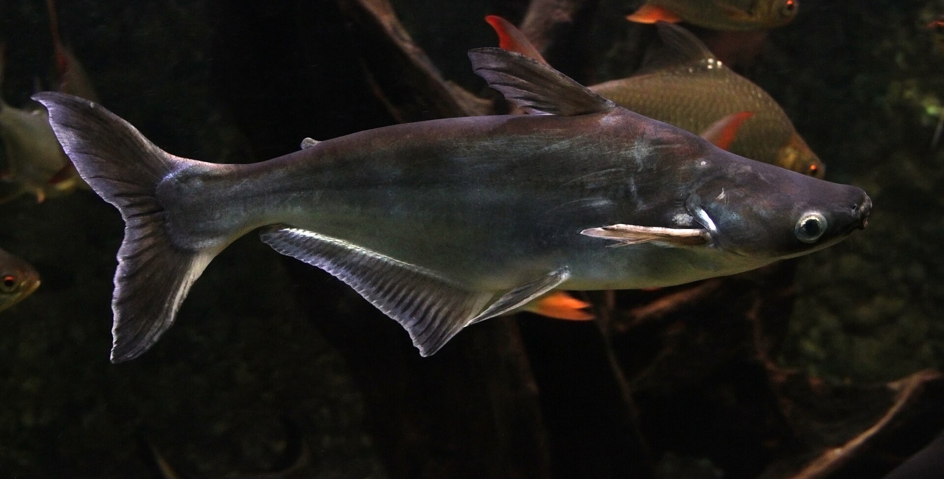 Žralok pangasius (Pangasianodon hypophthalmus) vo veľkom akváriu s voľným plávacím priestorom