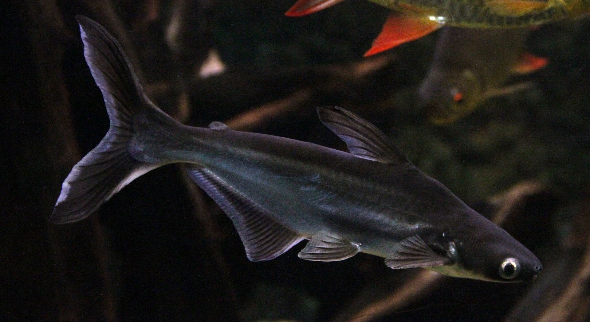 Žralok pangasius (Pangasianodon hypophthalmus) — ďalší pohľad na dospelého jedinca