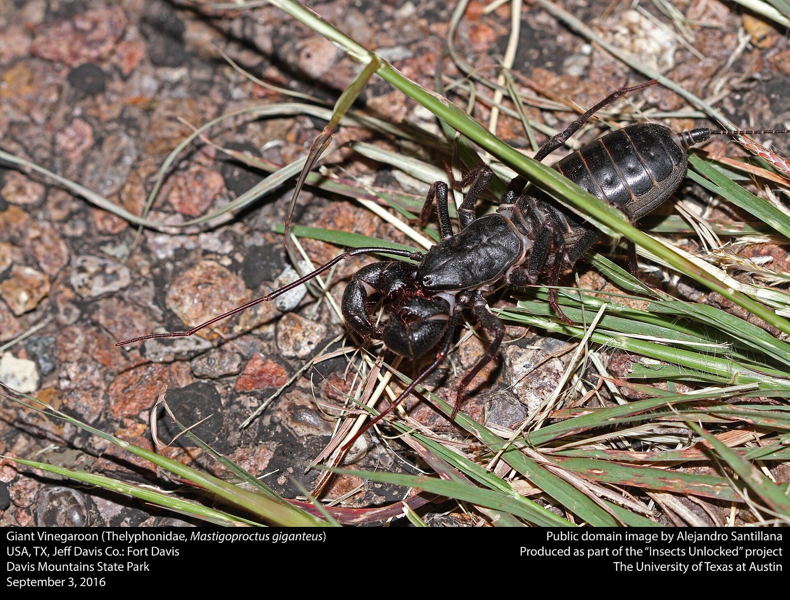 Bičnatec octový (Mastigoproctus giganteus)