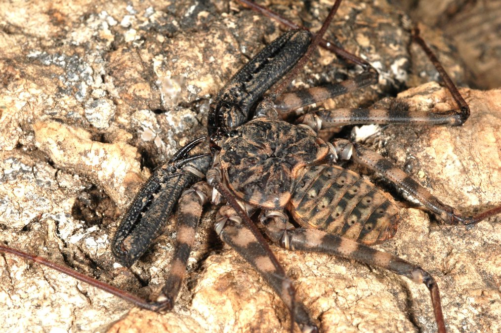 Bičovec