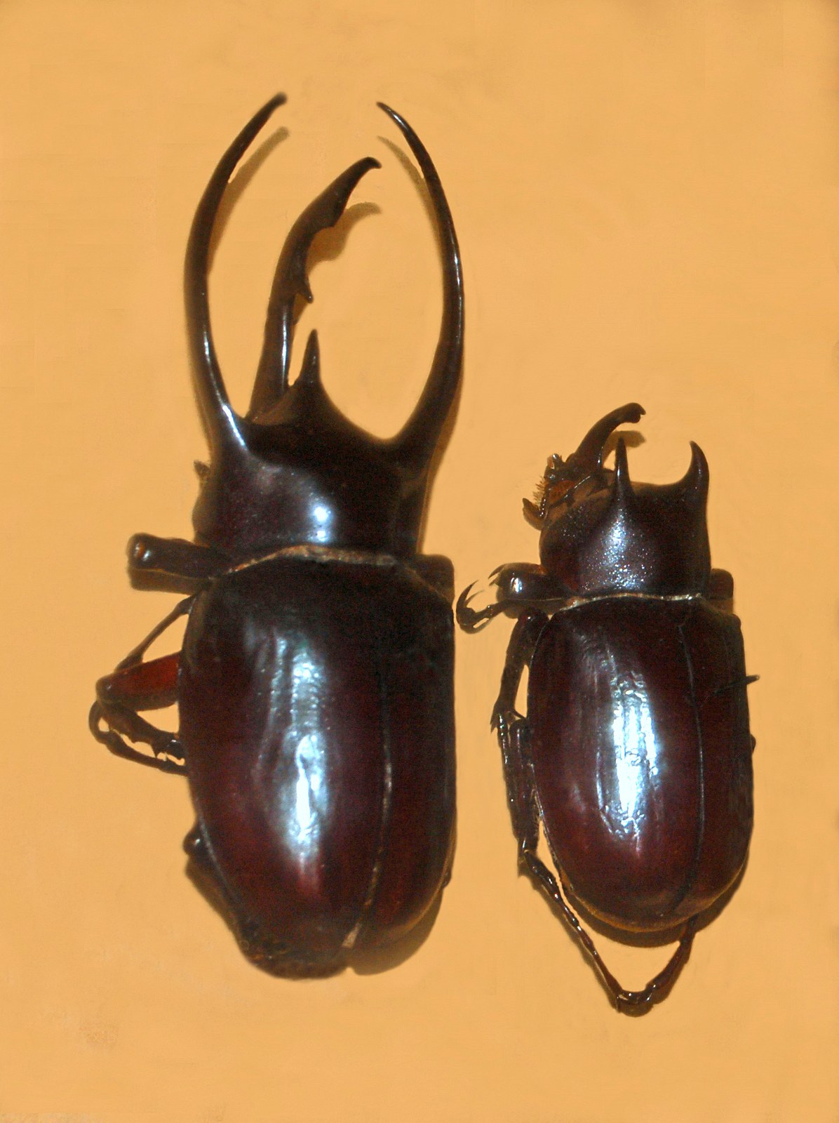 Chrobák atlas (nosorožtek atlas) (Chalcosoma atlas)