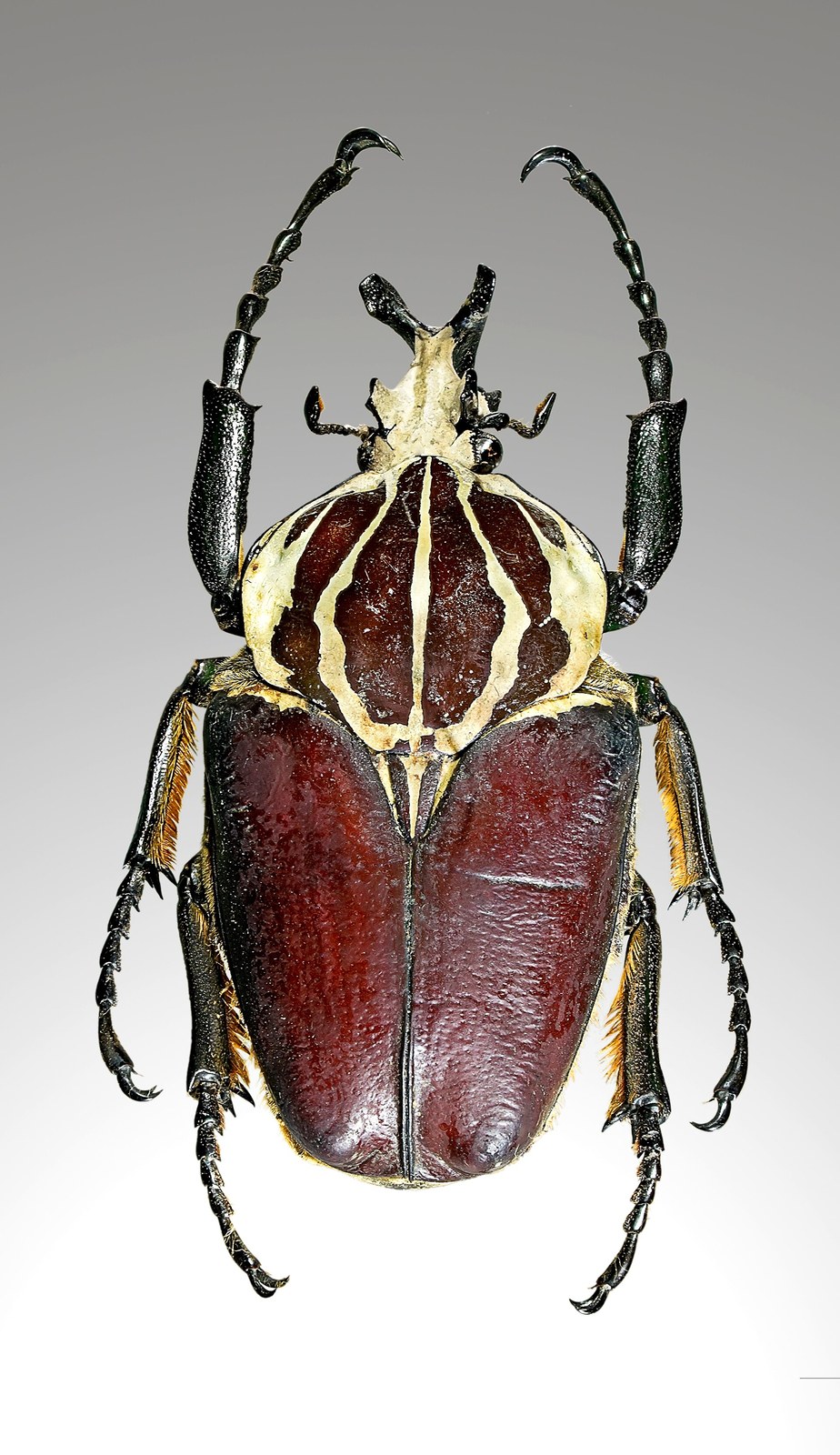 Chrobák goliát (goliát Goliathus) (Goliathus goliatus)