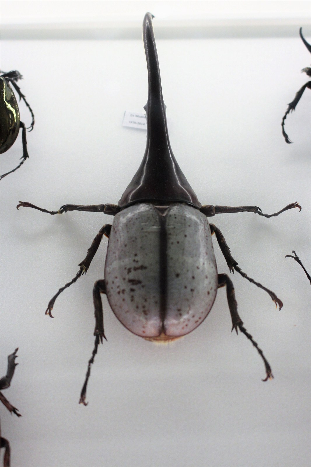 Chrobák herkules (nosorožtek herkules) (Dynastes hercules)