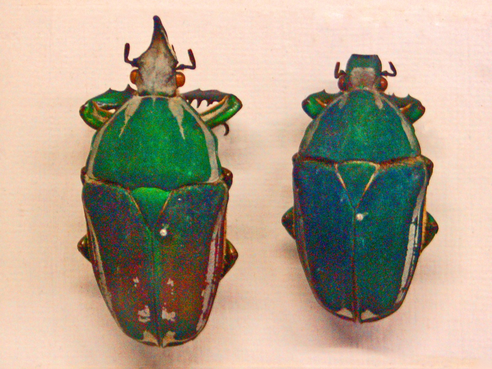 Chrobák kvetový (zlatohlávik Mecynorrhina) (Mecynorrhina torquata)
